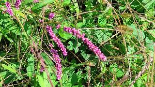 残暑続く・・・ ⑥イヌタデ！ Polygonum gracilis [upl. by Nirtak]