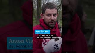 200 rescued bats released in Kyiv  DW Shorts [upl. by Aivonas]