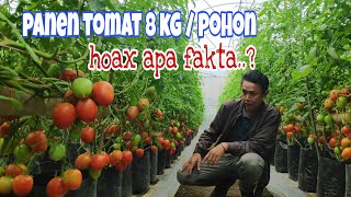 PUPUK FASE GENERATIF MEROKE SOP NUTRISI TANAMAN BERBUAH LEBAT amp BESAR  Kalium sulfat Cabe Tomat [upl. by Nosila7]