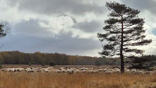 Trailrun Tongeren [upl. by Lorenz]