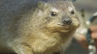 Meet the Endangered Hyrax  Little Brother of the Elephant  BBC Earth [upl. by Babbie]