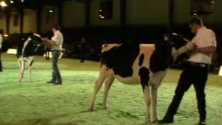 Swiss Expo 2010  Rinderchampionwahlen Holstein [upl. by Bigford]