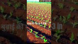 हल्दी की उन्नत खेती।04बुवाई का अंतरfarming turmaricfarming [upl. by Lichter]