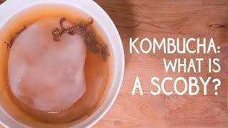 Kombucha What is a SCOBY [upl. by Prendergast]