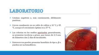 ENTEROCOCCUS FAECALIS 1 [upl. by Millburn]