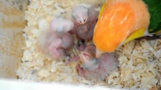 Baby White bellied Caique parrot being feed by Papa [upl. by Drucilla470]