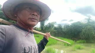 Bok om Bok Khmer Traditional full moon day [upl. by Introc663]