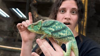 Mindblowing Colors On These Parsons Chameleons 😱🦎😍 [upl. by Hairahcaz]