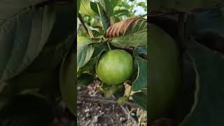 Fruit Market sopore  apples kashmirapplegarden fruit garden [upl. by Yerroc]