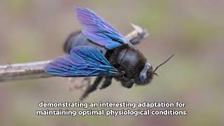 Blue bottle fly 🪰  Top 10 beautiful facts [upl. by Maretz]