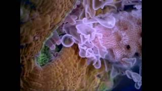 Coral Aggression  Cannibalism on The Reef [upl. by Leinad]