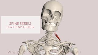 Scalenus Posterior Spine Muscle Series Part 16 3D Animation [upl. by Katya]