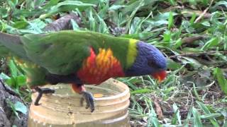 Parrot pecking order  Rainbow Lorikeets [upl. by Schnell]