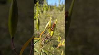 Collecting Milkweed Seeds and Found Strange Bugs nature foodforest gardening [upl. by Raimondo]