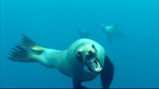 14YearOld Boy Bitten by Sea Lion [upl. by Lili107]