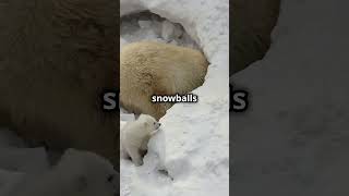 Adorable Baby Polar Bears Playing in Snow [upl. by Neille337]