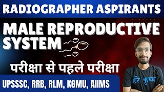 Male Reproductive System  UPSSSC RRB KGMU [upl. by Alhahs]