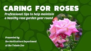 Caring for your Rose Garden Year Round  Professional Tips [upl. by Mariquilla797]