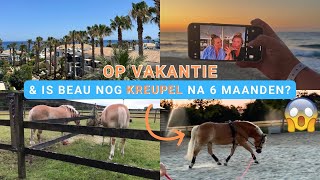 op VAKANTIE 🇬🇷 amp is BEAU nog KREUPEL 6 maanden na zijn BLESSURE 😲  Haflingers King amp Beau [upl. by Barrie]