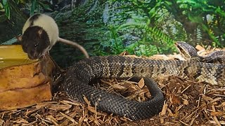 Water Moccasin Doesnt Wait One Second To Show This Mouse Out [upl. by Aivle]