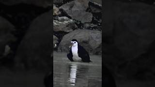 Excellent Bird Sound  Whitebreasted Waterhen [upl. by Teufert415]