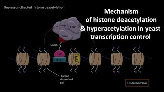 Histone deacetylation and hyperacetylation in yeast transcription control [upl. by Eartha323]