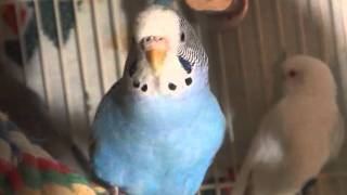 Female BudgieParakeet Chirping Cotton [upl. by Platus153]