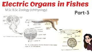 Part3 Electric Organs in Torpedo Electrophorus Electricus Eel amp Malapterus American cat fish [upl. by Anatsirhc]