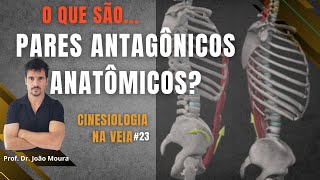 O QUE SÃO PARES ANTAGÔNICOS MUSCULARES Cinesiologia na veia 23 [upl. by Enylekcaj]