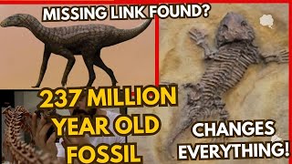 Missing Link Found 237 Million Year Old Fossil Changes Everything [upl. by Hildebrandt646]