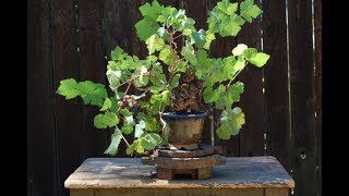 The choice for bonsai is Ampelopsis brevipedunculata [upl. by Yim]