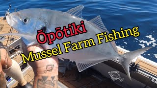 Opotiki Mussel Farm  Snapper and Trevally Session with Piripi [upl. by Manvil]