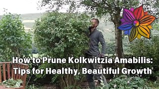 How to Prune Kolkwitzia Amabilis Tips for Healthy Beautiful Growth [upl. by Francoise]