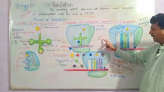 Biology XII  Phases of Translation in protein synthesis foryou viralvideo trending biology [upl. by Ninnetta319]