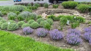 What is the Difference Between the Different Nepetas Catmint [upl. by Leila]