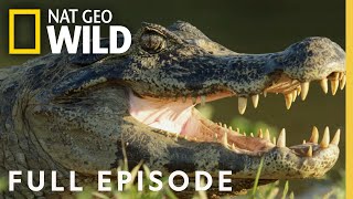 Jaguar vs Croc  Full Episode [upl. by Renelle]