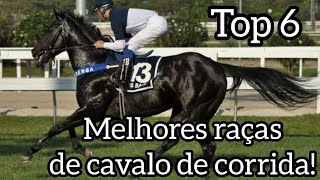 Top 6 Melhores raças de cavalo de corrida  HorseTubeTV [upl. by Ssegrub269]