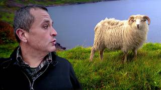 Why Sheep Have Taken Over Iceland [upl. by Hedveh]