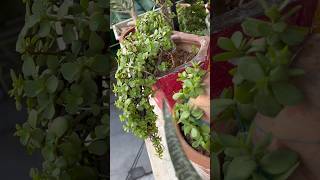 🌱Jade Plant Care Tips🪴🥰homegarding 🏡🧑‍🌾🪴🥰ytshots viralshorts [upl. by Ennaylil]