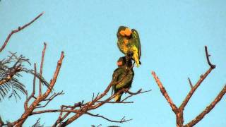 Yellowfaced Parrot [upl. by Inafets975]