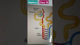 Nephron Class 10 [upl. by Dekow]