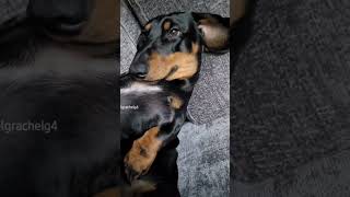 Yep he is☺️ dog dachshund teckel puppy pets funny [upl. by Setsero]