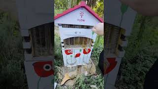 Painted Flow Hive Honey Harvest ❤️ [upl. by Ethyl780]