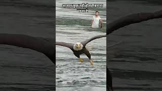 amazon eagle fly water fish eagles rambaghelmpvlog minivlog [upl. by Thetis]