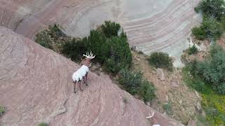 LUPTON ARIZONA ROCK WALL DRONE HICCUP [upl. by Terena]