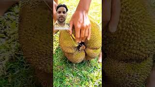 Jackfruit fruitcuttingskills durian fruitasmr shorts [upl. by Nisotawulo470]