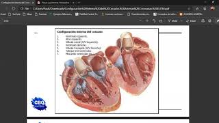 Configuración Interna del Corazón Esfuno [upl. by Risa]