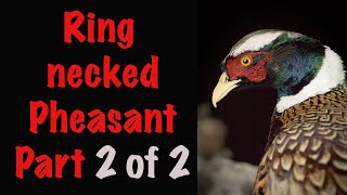 Pheasant Taxidermy Part 22 Posing Art of Taxidermy [upl. by Ailic]