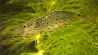 Amano shrimp and babies Caridina japonica amp larvae [upl. by Gnoz884]