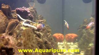 Aquariums Fish Microfauna and Aquaripure [upl. by Shaum298]